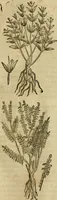 An illustration from Rerum medicarum Novae Hispaniae thesaurus, seu, Plantarum animalium mineralium Mexicanorum historia (1651)