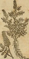 Picture 271 of 812 from Rerum medicarum Novae Hispaniae thesaurus, seu, Plantarum animalium mineralium Mexicanorum historia (1651), leaf 287