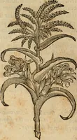 An illustration from Rerum medicarum Novae Hispaniae thesaurus, seu, Plantarum animalium mineralium Mexicanorum historia (1651)