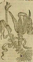 An illustration from Rerum medicarum Novae Hispaniae thesaurus, seu, Plantarum animalium mineralium Mexicanorum historia (1651)