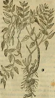 An illustration from Rerum medicarum Novae Hispaniae thesaurus, seu, Plantarum animalium mineralium Mexicanorum historia (1651)