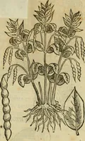 Picture 276 of 812 from Rerum medicarum Novae Hispaniae thesaurus, seu, Plantarum animalium mineralium Mexicanorum historia (1651), leaf 294