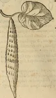 Picture 278 of 812 from Rerum medicarum Novae Hispaniae thesaurus, seu, Plantarum animalium mineralium Mexicanorum historia (1651), leaf 295