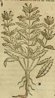 An illustration from Rerum medicarum Novae Hispaniae thesaurus, seu, Plantarum animalium mineralium Mexicanorum historia (1651)