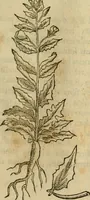 Picture 280 of 812 from Rerum medicarum Novae Hispaniae thesaurus, seu, Plantarum animalium mineralium Mexicanorum historia (1651), leaf 296