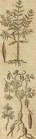 An illustration from Rerum medicarum Novae Hispaniae thesaurus, seu, Plantarum animalium mineralium Mexicanorum historia (1651)