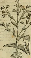 An illustration from Rerum medicarum Novae Hispaniae thesaurus, seu, Plantarum animalium mineralium Mexicanorum historia (1651)
