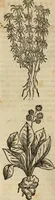 An illustration from Rerum medicarum Novae Hispaniae thesaurus, seu, Plantarum animalium mineralium Mexicanorum historia (1651)
