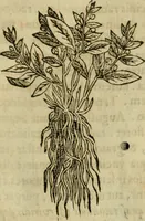 Picture 285 of 812 from Rerum medicarum Novae Hispaniae thesaurus, seu, Plantarum animalium mineralium Mexicanorum historia (1651), leaf 300
