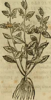 Picture 286 of 812 from Rerum medicarum Novae Hispaniae thesaurus, seu, Plantarum animalium mineralium Mexicanorum historia (1651), leaf 300