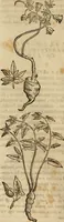 An illustration from Rerum medicarum Novae Hispaniae thesaurus, seu, Plantarum animalium mineralium Mexicanorum historia (1651)