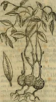 An illustration from Rerum medicarum Novae Hispaniae thesaurus, seu, Plantarum animalium mineralium Mexicanorum historia (1651)