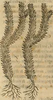 An illustration from Rerum medicarum Novae Hispaniae thesaurus, seu, Plantarum animalium mineralium Mexicanorum historia (1651)