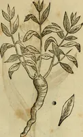 An illustration from Rerum medicarum Novae Hispaniae thesaurus, seu, Plantarum animalium mineralium Mexicanorum historia (1651)