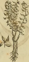 An illustration from Rerum medicarum Novae Hispaniae thesaurus, seu, Plantarum animalium mineralium Mexicanorum historia (1651)