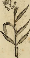 An illustration from Rerum medicarum Novae Hispaniae thesaurus, seu, Plantarum animalium mineralium Mexicanorum historia (1651)