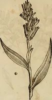 An illustration from Rerum medicarum Novae Hispaniae thesaurus, seu, Plantarum animalium mineralium Mexicanorum historia (1651)