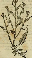 Picture 297 of 812 from Rerum medicarum Novae Hispaniae thesaurus, seu, Plantarum animalium mineralium Mexicanorum historia (1651), leaf 308