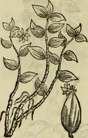 An illustration from Rerum medicarum Novae Hispaniae thesaurus, seu, Plantarum animalium mineralium Mexicanorum historia (1651)