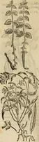 An illustration from Rerum medicarum Novae Hispaniae thesaurus, seu, Plantarum animalium mineralium Mexicanorum historia (1651)