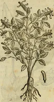 Picture 301 of 812 from Rerum medicarum Novae Hispaniae thesaurus, seu, Plantarum animalium mineralium Mexicanorum historia (1651), leaf 310