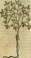 An illustration from Rerum medicarum Novae Hispaniae thesaurus, seu, Plantarum animalium mineralium Mexicanorum historia (1651)