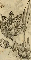 An illustration from Rerum medicarum Novae Hispaniae thesaurus, seu, Plantarum animalium mineralium Mexicanorum historia (1651)