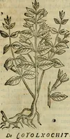 Picture 304 of 812 from Rerum medicarum Novae Hispaniae thesaurus, seu, Plantarum animalium mineralium Mexicanorum historia (1651), leaf 312
