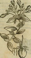 An illustration from Rerum medicarum Novae Hispaniae thesaurus, seu, Plantarum animalium mineralium Mexicanorum historia (1651)