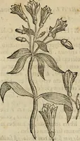 An illustration from Rerum medicarum Novae Hispaniae thesaurus, seu, Plantarum animalium mineralium Mexicanorum historia (1651)