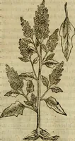 An illustration from Rerum medicarum Novae Hispaniae thesaurus, seu, Plantarum animalium mineralium Mexicanorum historia (1651)