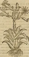 An illustration from Rerum medicarum Novae Hispaniae thesaurus, seu, Plantarum animalium mineralium Mexicanorum historia (1651)