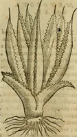 Picture 311 of 812 from Rerum medicarum Novae Hispaniae thesaurus, seu, Plantarum animalium mineralium Mexicanorum historia (1651), leaf 316