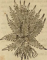 Picture 312 of 812 from Rerum medicarum Novae Hispaniae thesaurus, seu, Plantarum animalium mineralium Mexicanorum historia (1651), leaf 317