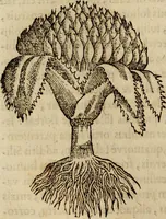An illustration from Rerum medicarum Novae Hispaniae thesaurus, seu, Plantarum animalium mineralium Mexicanorum historia (1651)