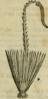 An illustration from Rerum medicarum Novae Hispaniae thesaurus, seu, Plantarum animalium mineralium Mexicanorum historia (1651)
