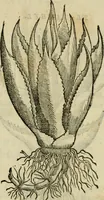 An illustration from Rerum medicarum Novae Hispaniae thesaurus, seu, Plantarum animalium mineralium Mexicanorum historia (1651)
