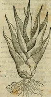 An illustration from Rerum medicarum Novae Hispaniae thesaurus, seu, Plantarum animalium mineralium Mexicanorum historia (1651)