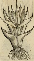 An illustration from Rerum medicarum Novae Hispaniae thesaurus, seu, Plantarum animalium mineralium Mexicanorum historia (1651)