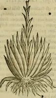 An illustration from Rerum medicarum Novae Hispaniae thesaurus, seu, Plantarum animalium mineralium Mexicanorum historia (1651)