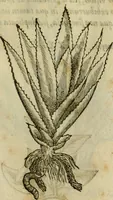 An illustration from Rerum medicarum Novae Hispaniae thesaurus, seu, Plantarum animalium mineralium Mexicanorum historia (1651)