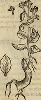 Picture 322 of 812 from Rerum medicarum Novae Hispaniae thesaurus, seu, Plantarum animalium mineralium Mexicanorum historia (1651), leaf 321