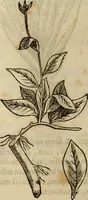 An illustration from Rerum medicarum Novae Hispaniae thesaurus, seu, Plantarum animalium mineralium Mexicanorum historia (1651)