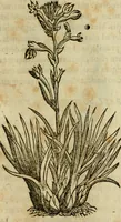 An illustration from Rerum medicarum Novae Hispaniae thesaurus, seu, Plantarum animalium mineralium Mexicanorum historia (1651)