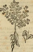 An illustration from Rerum medicarum Novae Hispaniae thesaurus, seu, Plantarum animalium mineralium Mexicanorum historia (1651)