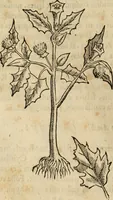 An illustration from Rerum medicarum Novae Hispaniae thesaurus, seu, Plantarum animalium mineralium Mexicanorum historia (1651)