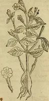 An illustration from Rerum medicarum Novae Hispaniae thesaurus, seu, Plantarum animalium mineralium Mexicanorum historia (1651)