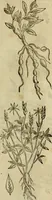 An illustration from Rerum medicarum Novae Hispaniae thesaurus, seu, Plantarum animalium mineralium Mexicanorum historia (1651)
