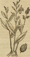 An illustration from Rerum medicarum Novae Hispaniae thesaurus, seu, Plantarum animalium mineralium Mexicanorum historia (1651)