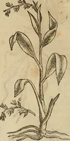 An illustration from Rerum medicarum Novae Hispaniae thesaurus, seu, Plantarum animalium mineralium Mexicanorum historia (1651)
